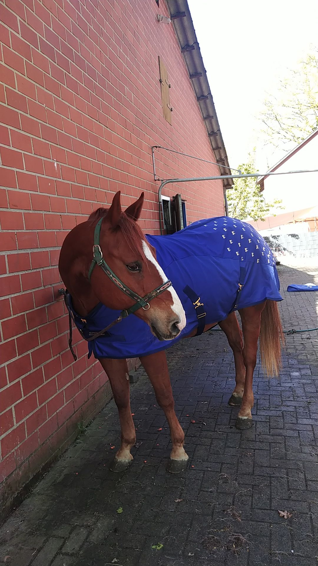 Accuhorsemat Akkupressurdecke für Pferde