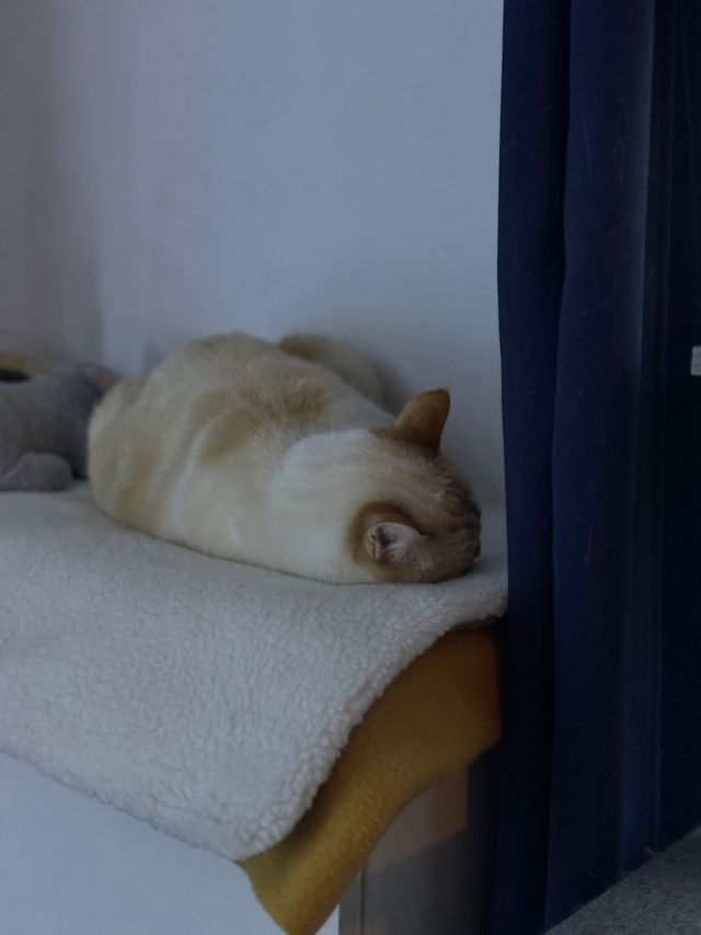 Couverture auto-réchauffante pour chat