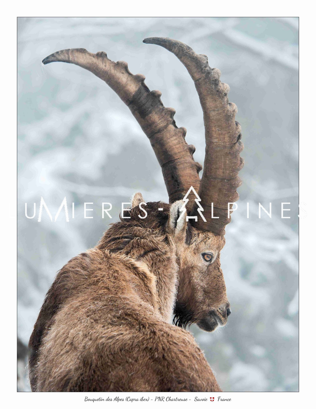 Bouquetin male Chartreuse (Col de l'Alpette)