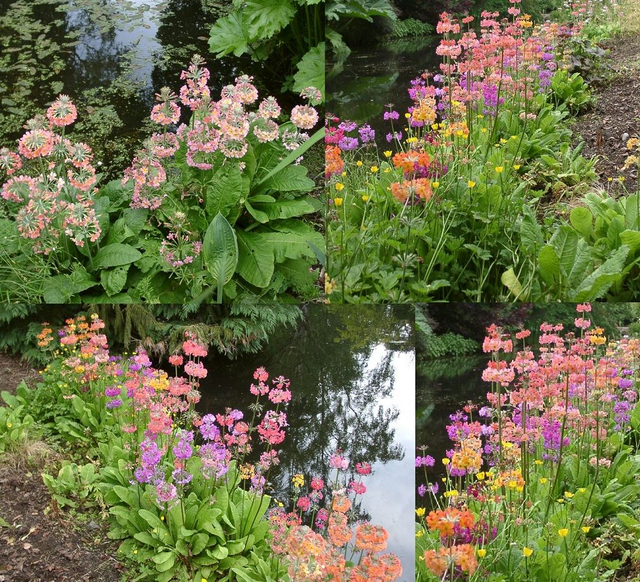 4 X plants of Primula Harlow Carr Hybrids Candelabra