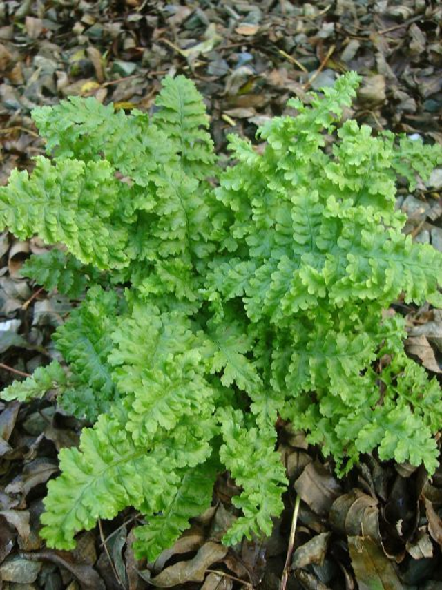 Dryopteris filix-mas 'Crispa' 