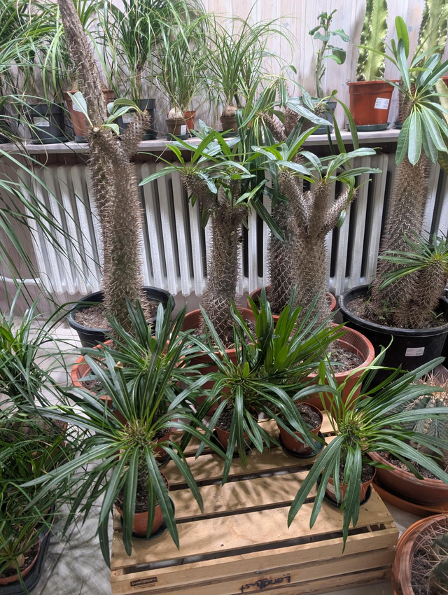 Madagaskar-Palme Pachypodium Lamerei