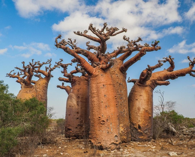 cadeaupakket Baobab Booster