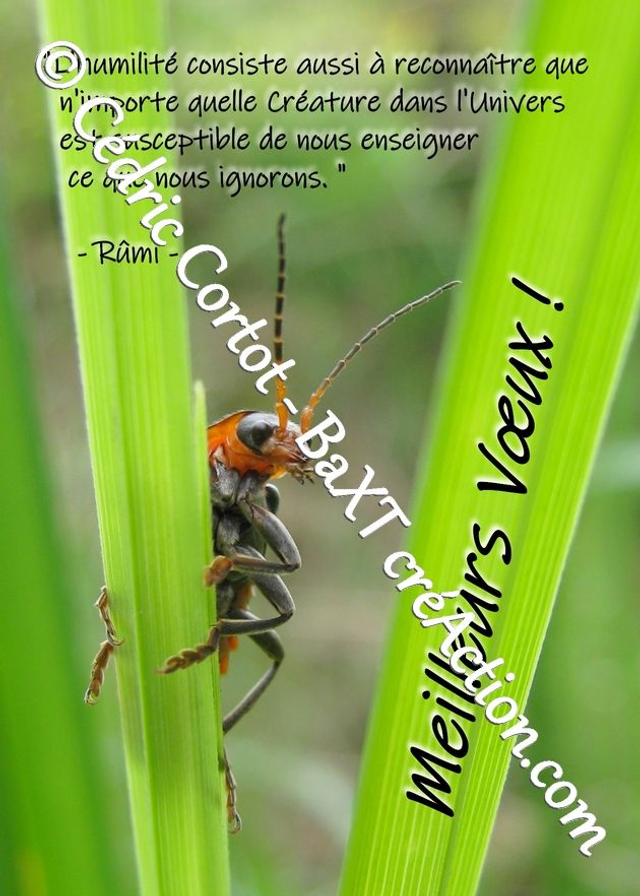 Carte de vœux (Ref Meilleurs Voeux 5)