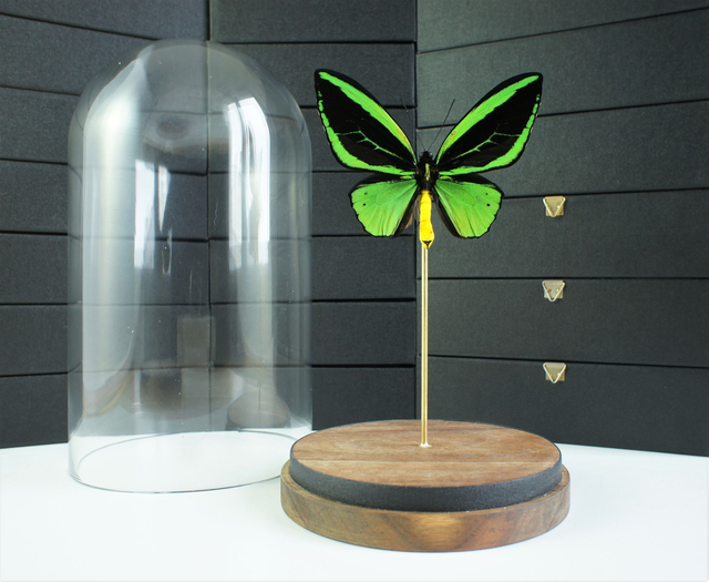 Ornithoptera priamus poseidon (mâle CITES)