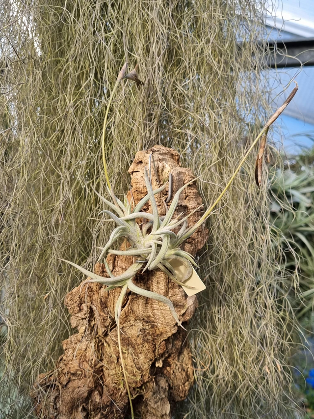Tillandsia myosura