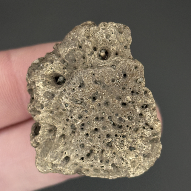 Glyptotherium Dermal Scute 