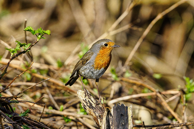 Rouge gorge sur branche cassée
