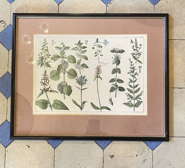 Blumen Druck Botanik Vintage 