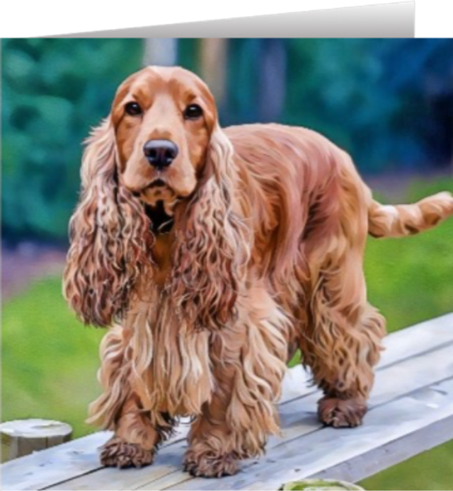 Show Cocker