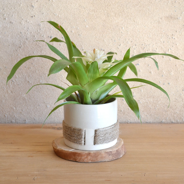 Pot - Ficelle