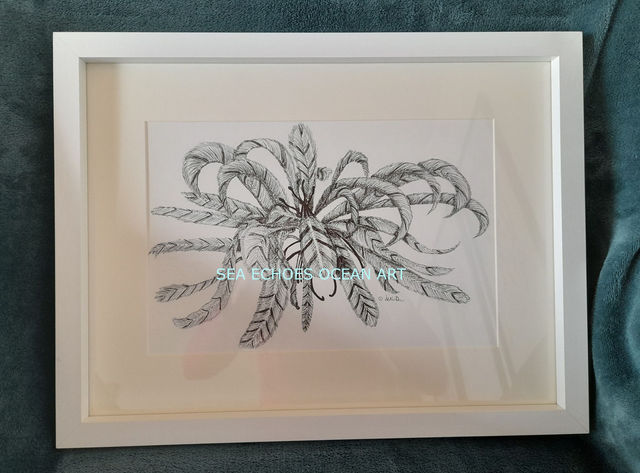 Light as a Sea Feather (Original Ink Drawing)