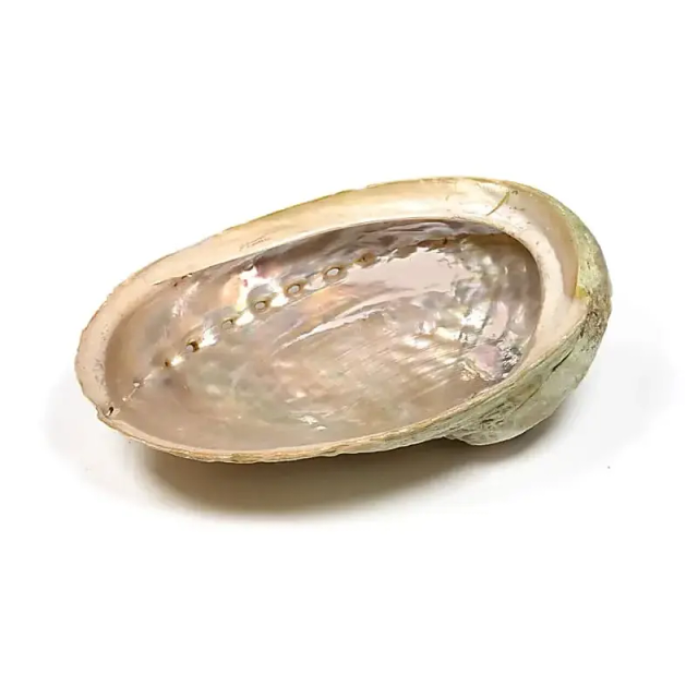 Coquille d'Ormeau Purification Haliotis Diversicolor - Taille M | Support Smudge