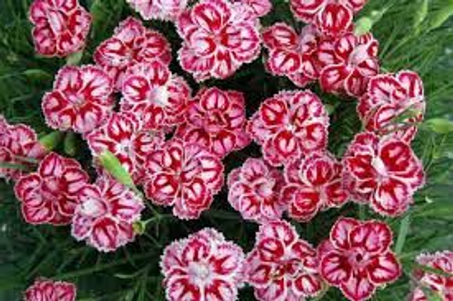 Dianthus Starburst 1L