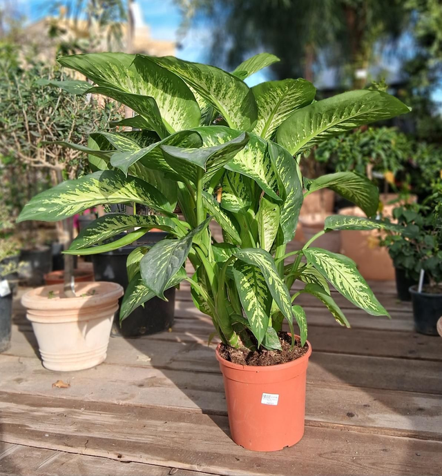 B96 . Dieffenbachia Tropic vaso 24