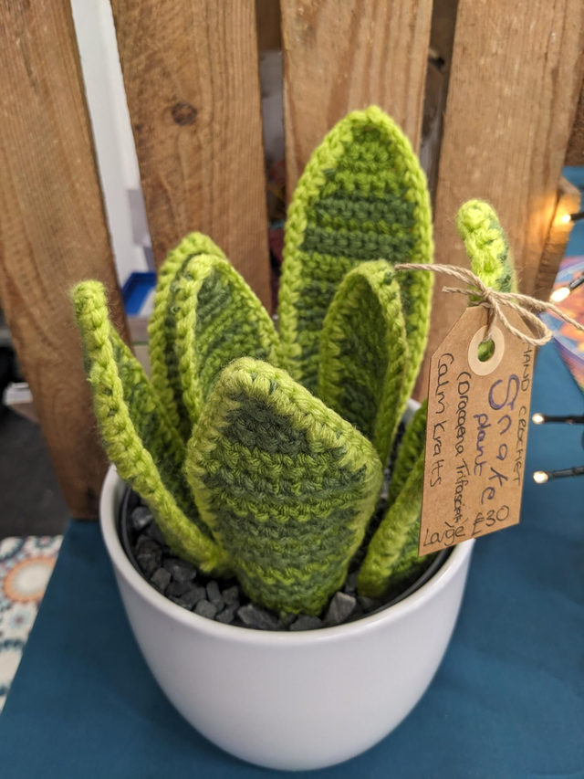 Plant — Snake plant