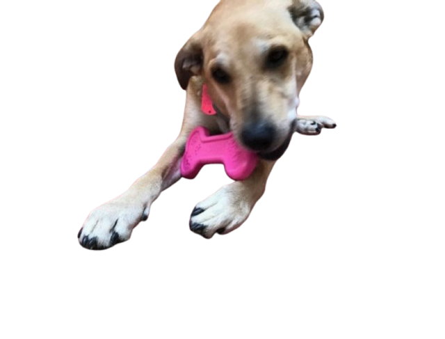 Jouet à mâcher pour chien en nylon ultra durable Bone eChew.