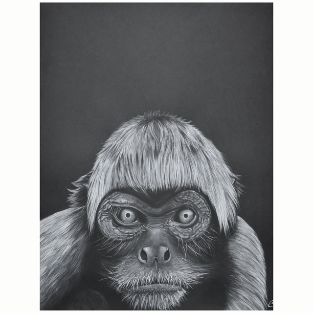 Atèle varié de colombie - Aquarelle originale