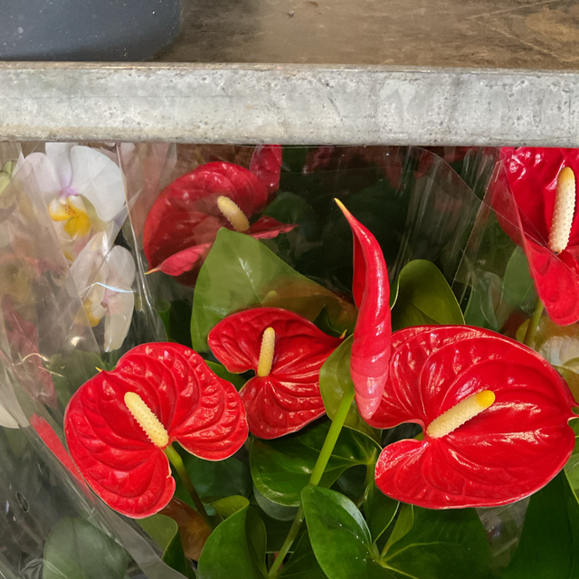 Anthurium madural