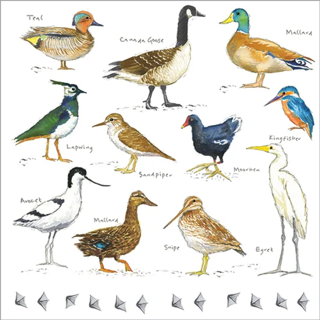 Water Birds A067