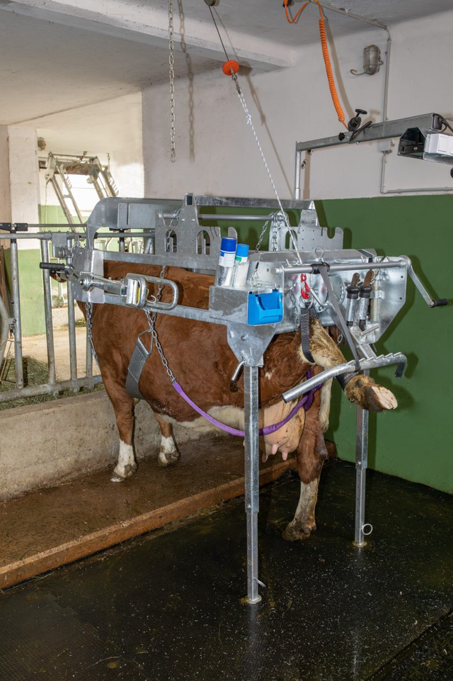 SpeedFix Klauenpflegestand Modell NEU frei Haus