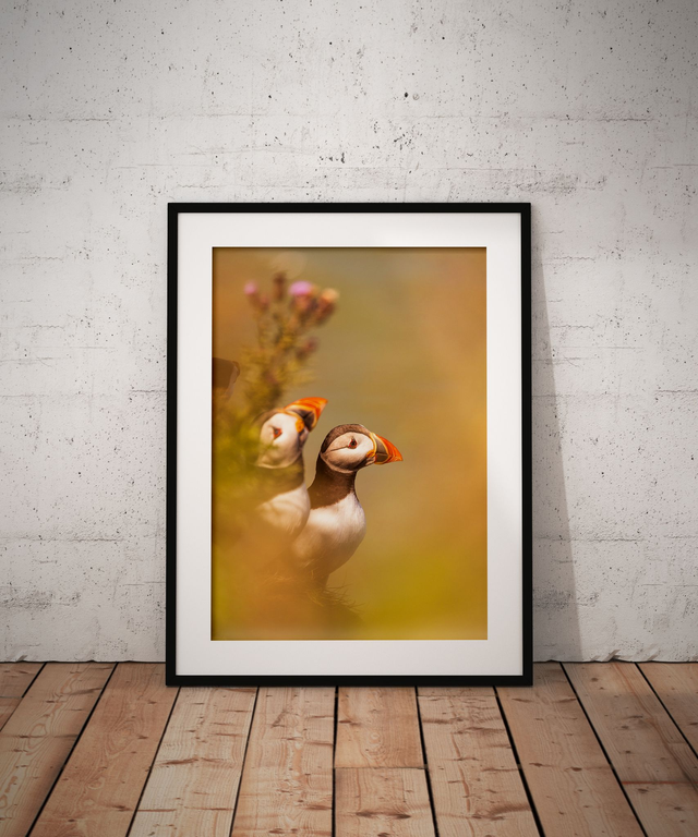 Pair of Puffins, Bempton Cliffs