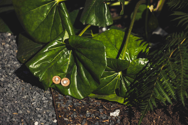 Solange Earrings