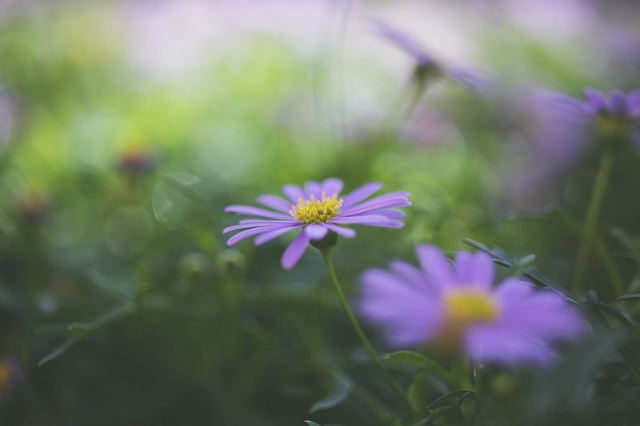 purple beauty