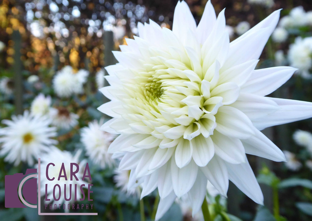 White Dahlia Card