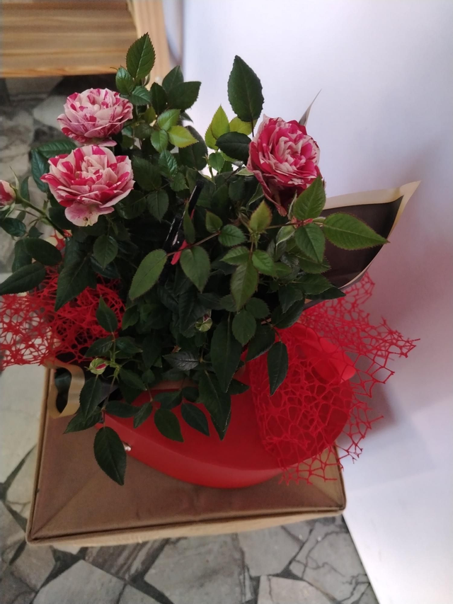 Piante roselline conf. Cuore