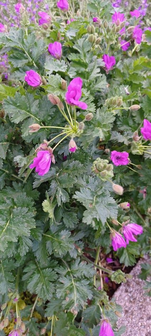 Erodium manescavii