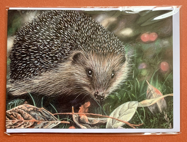 Greetings Card - Hedgehog - Blank Inside