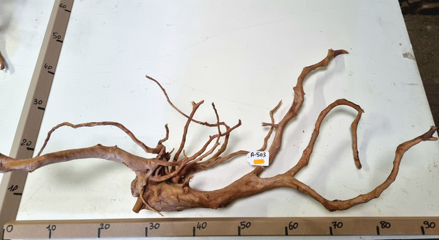 Racine araignée A-503