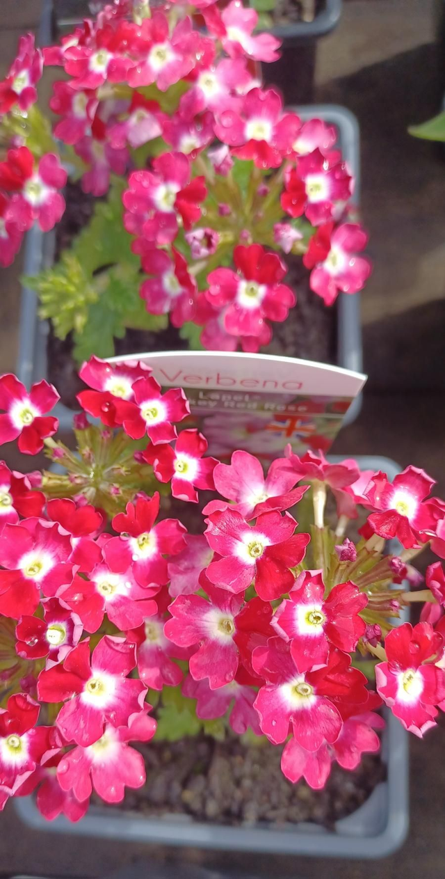 Verbena Lapel Mickey Red Rose