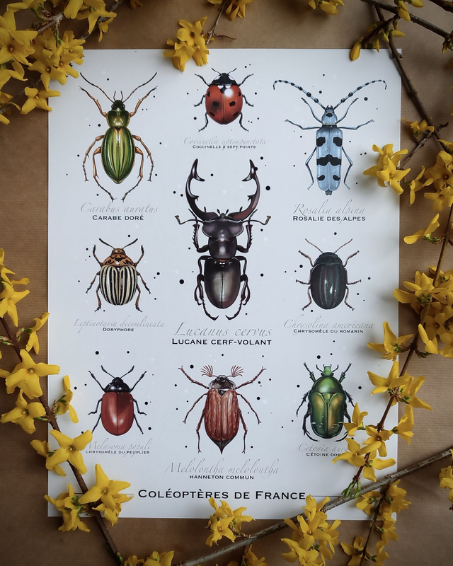 Affiche - Coléoptères de France - Format 30x40cm
