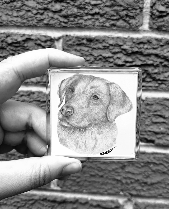 Yellow Labrador Magnet