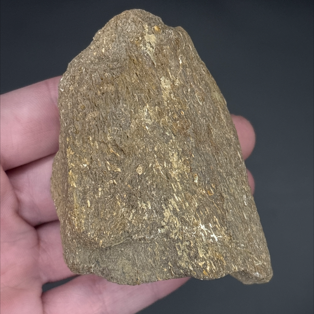 Pliosaur Bone Fragment 