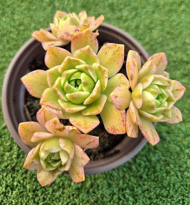 Aeonium 'Sweet Tea' aka 'Bronze Medal 'Variegata'