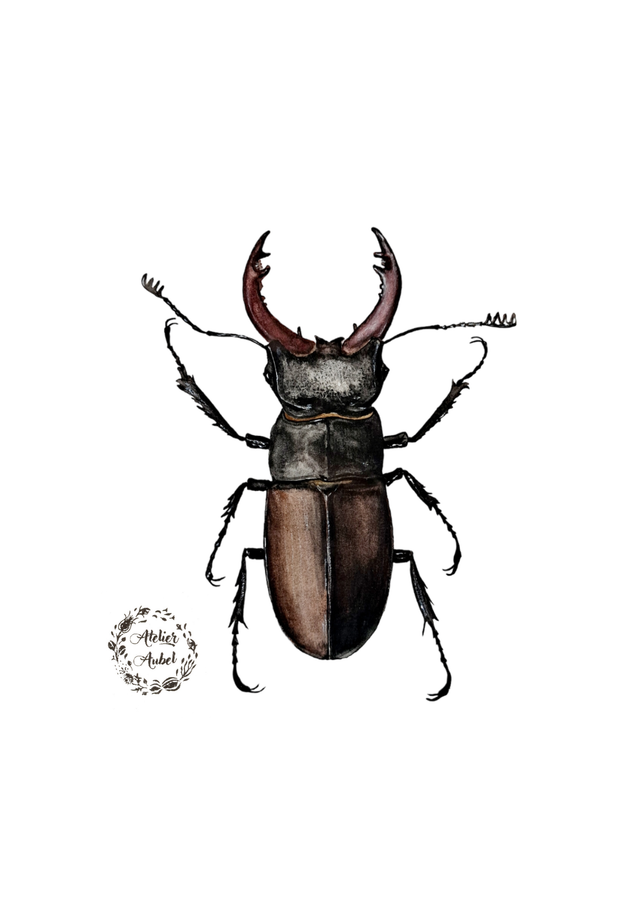 Lucanus cervus