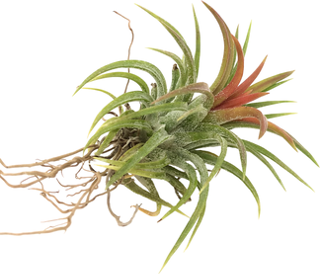 Tillandisa ionatha mexico grupo L