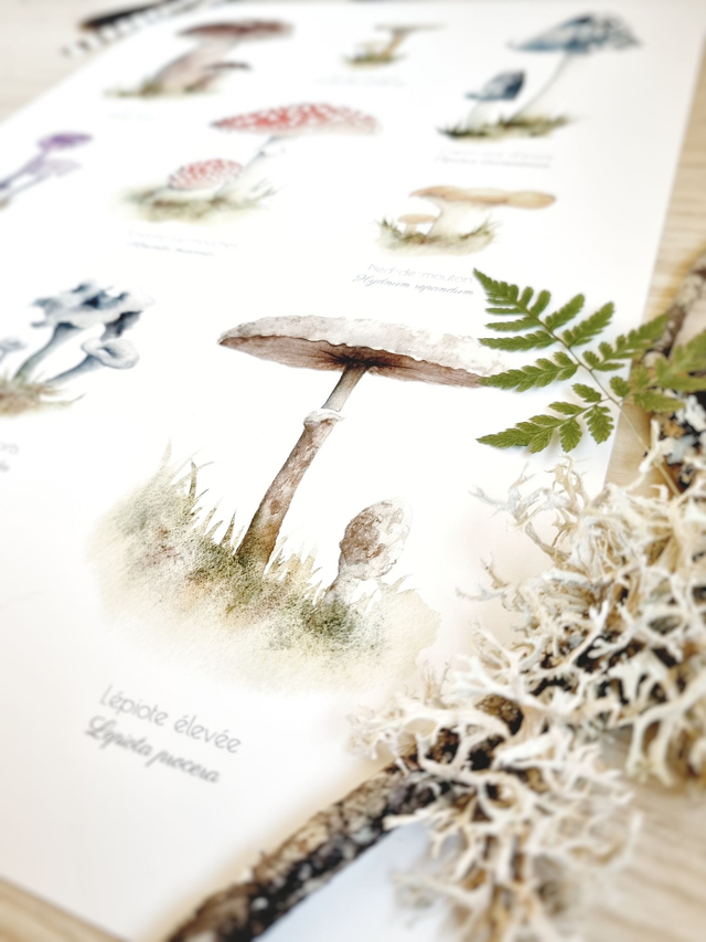 Affiche "Champignons Merveilleux"