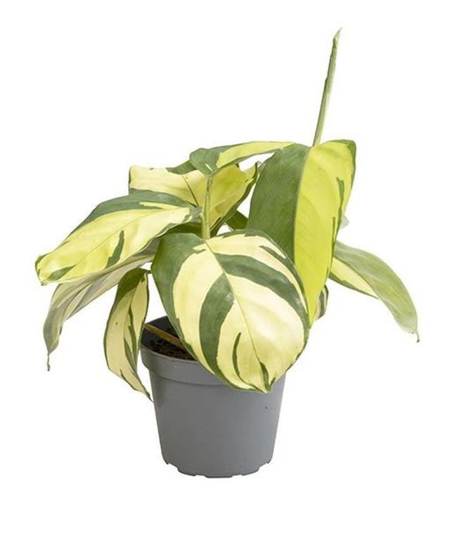B16 . Ctenanthe lubbersiana 'Golden Mosaic'
