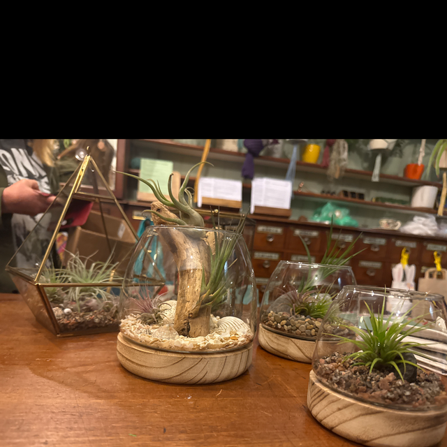 Air plant terrarium 