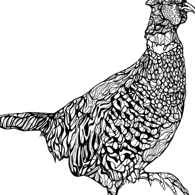 B&W A3 print - pheasant