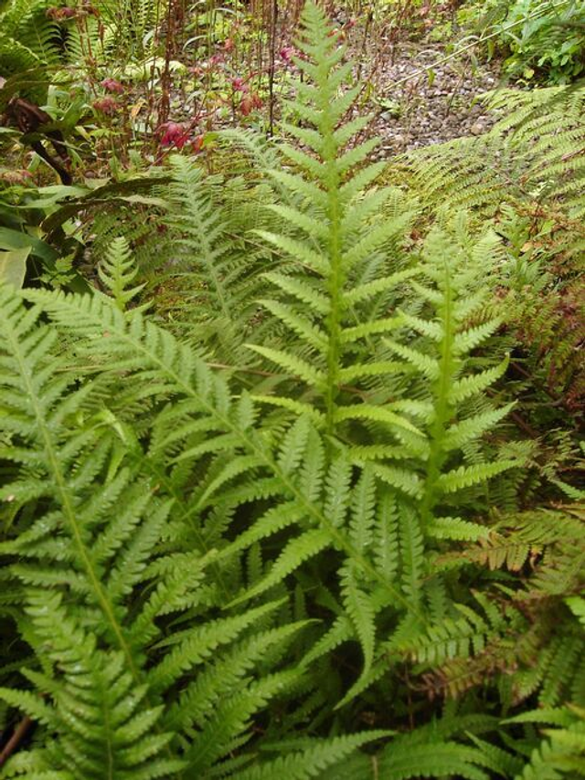 Thelypteris decursive-pinnata - Japanese Beech Fern plug