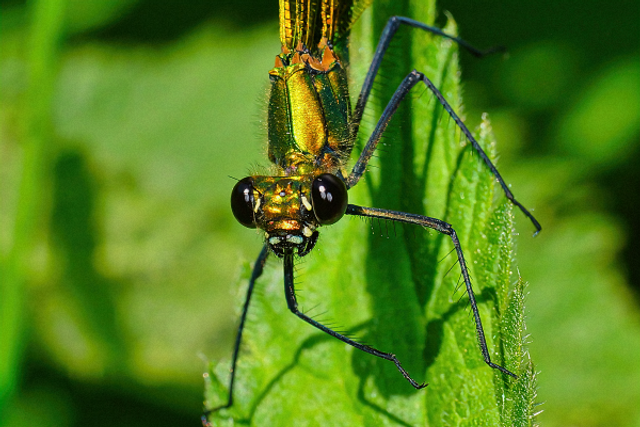 Demoiselle portrait