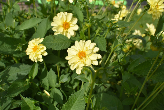 Dahlia 418 (from seed)