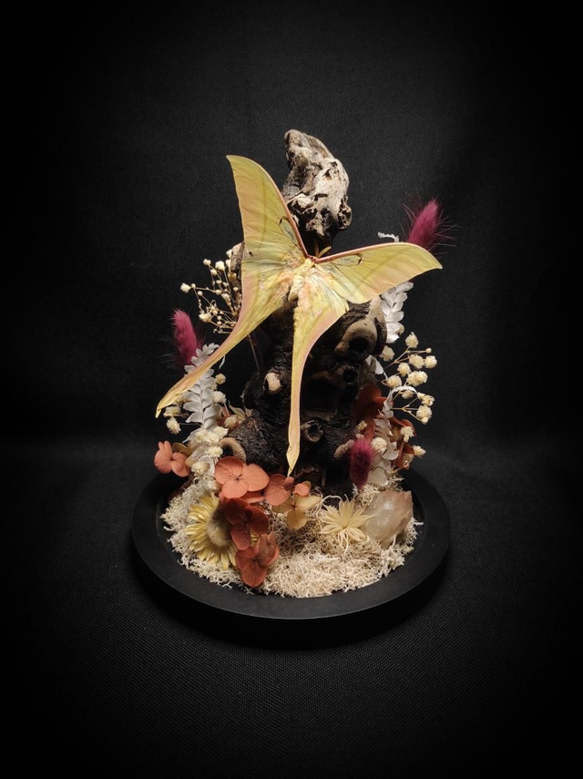 Diorama Papillon &quot;Actias rhodopneuma&quot;