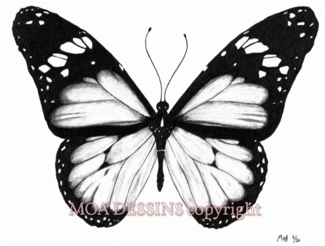Papillon