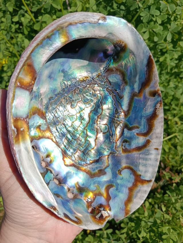 Coquille d’Ormeaux / Abalone Naturelle  – 16,5 x 12,5 cm